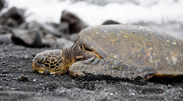 istock Sea Turtle is laying on the Beach in Hawaii 969514860
