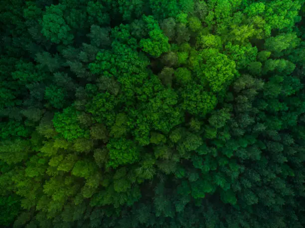 Photo of Colorful trees in spring forest,top down aerial
