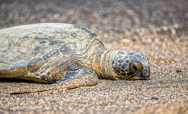 istock Sea Turtle is laying on the Beach in Hawaii 969515482