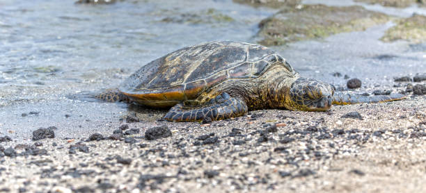 istock Sea Turtle is laying on the Beach in Hawaii 969515858
