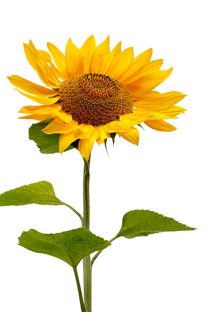 istock Beautiful Isolated Sunflower 96951703