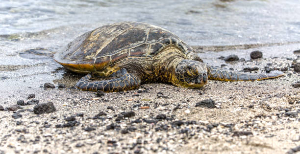 istock Sea Turtle is laying on the Beach in Hawaii 969519804