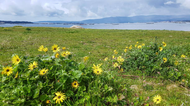istock Capeweed or treasureflower Arctotheca calendula 969522964