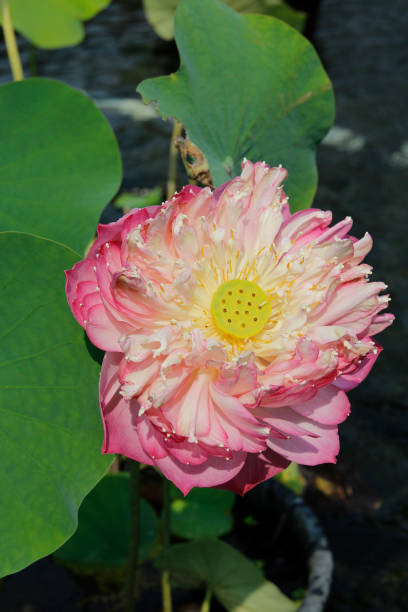 istock Blooming lotus flower in the pond 969523078