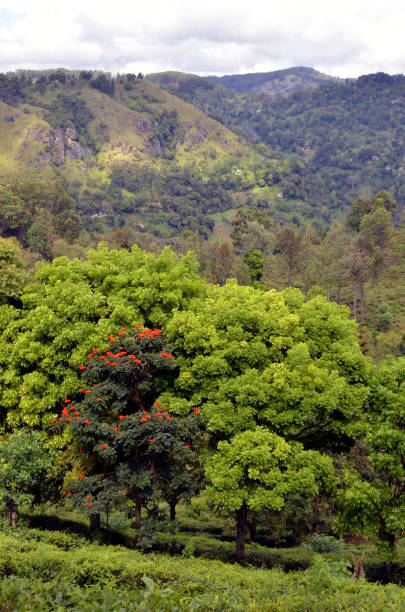 istock Along the footpath to Little Adam's Peak 969523110