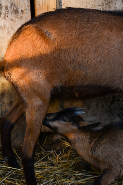 istock Mother and baby goat 969523492