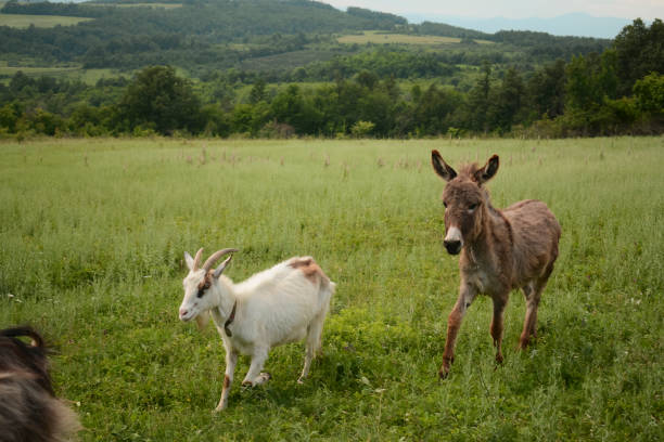 istock Free goats and young donkey on the pasture 969528400