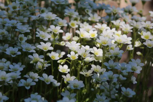 Photo of Spring flowers of white Saxifraga