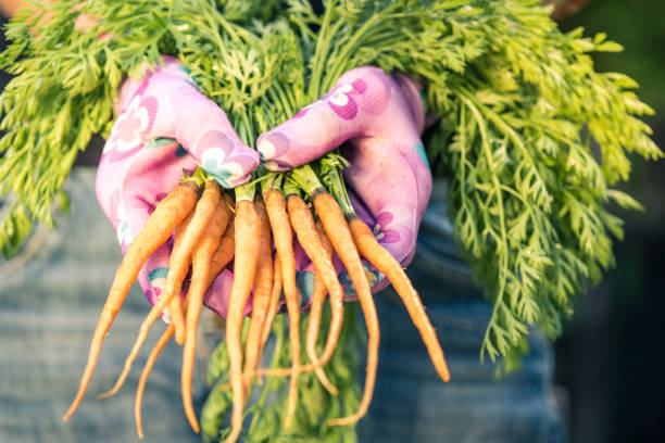 Close view on freshly picked imperfect carrots,real people.