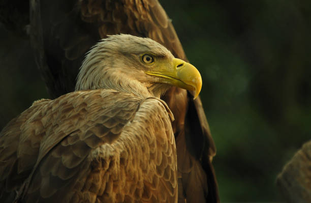 istock Portrait of big Eagle 969531344