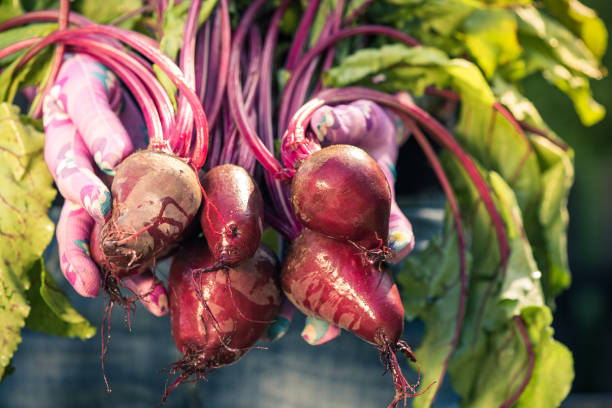 istock Woman gardener hand holding fresh beetroots 969531616