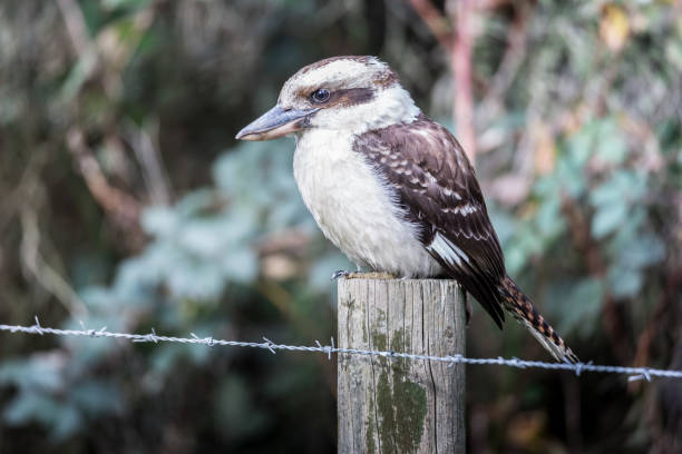 Close up of a kookaburra sitting perched outdoors in Tasmania Australia