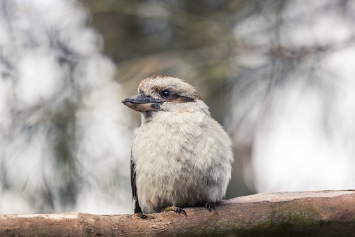 Close up of a kookaburra sitting perched outdoors in Tasmania Australia