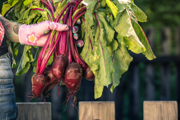 istock Woman gardener hand holding fresh beetroots 969535006