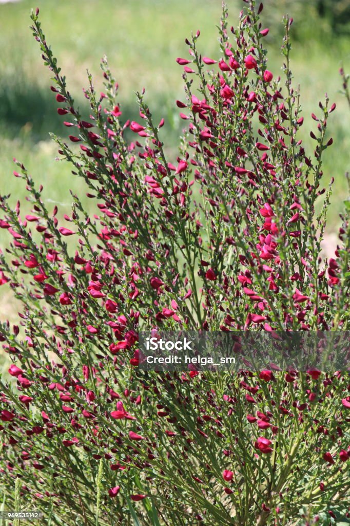 Cytisus scoparius no jardim - Foto de stock de Amarelo royalty-free