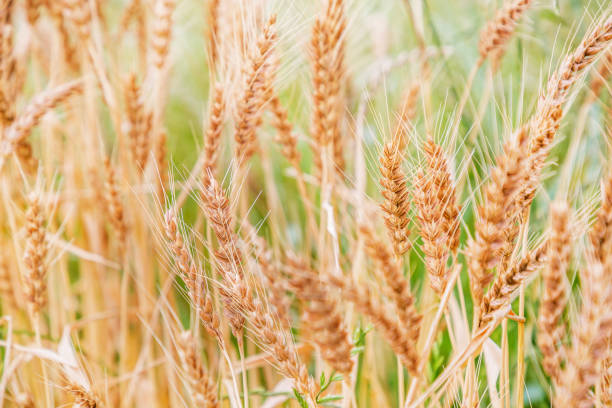 istock Glowing wheat in golden color 969535712