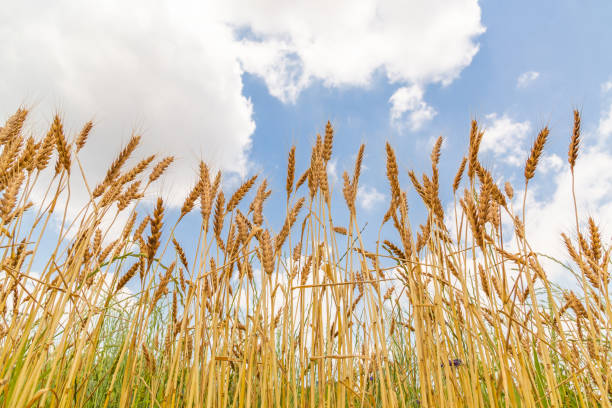 istock Glowing wheat in golden color 969535794