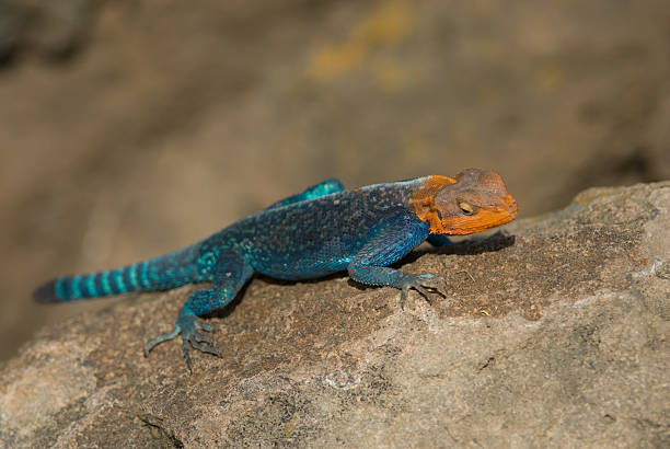 istock Rainbow Agama, Lake Nakuru National Park, Kenya. 96953581