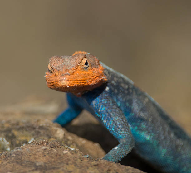 istock Rainbow Agama, Lake Nakuru National Park, Kenya. 96953582