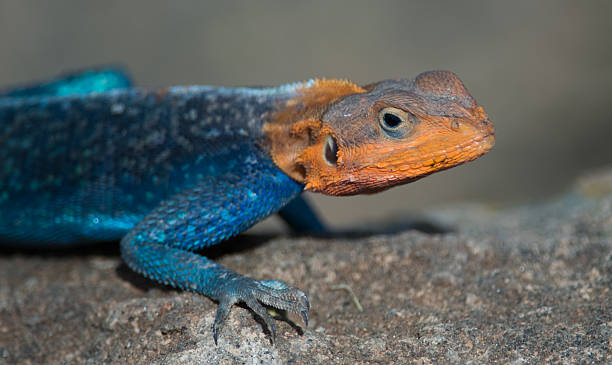 istock Rainbow agama, rock lizard, Lake Nakuru, Kenya. 96953596