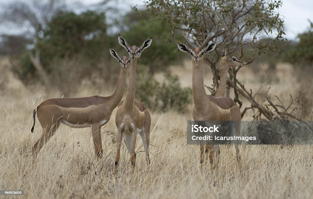 Gerenuk (Litocranius walleri), Tsavo East, Kenya.  Africa Stock Photo