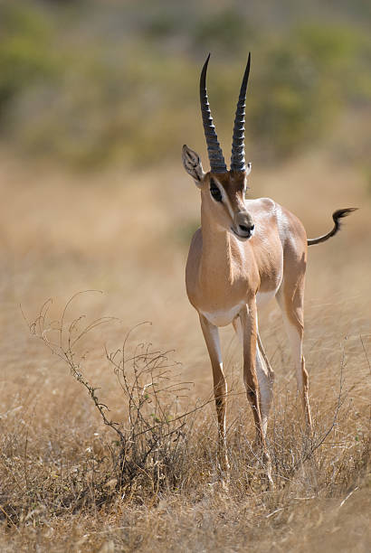 istock Grant's Gazelle (Nanger granti), East Tsavo, Kenya 96953647
