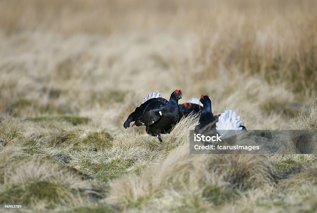 Black Grouse (Tetrao tetrix) Fighting at a lek, in Scotland  Black Grouse Stock Photo