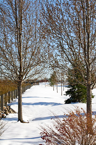 winter wonderland - 7096 photos et images de collection