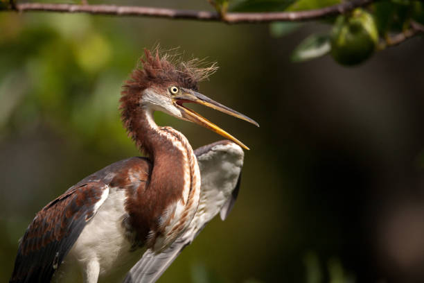 Baby Tricolored heron bird Egretta tricolor Baby Tricolored heron bird Egretta tricolor in a tree in the Ding Darling National Refuge on Sanibel Island, Florida tricolored heron stock pictures, royalty-free photos & images