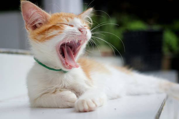 istock A Cute Yellow Cat Yawning 969539030