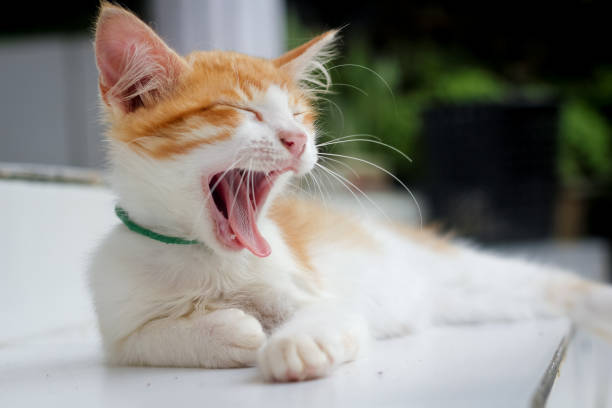 istock A Cute Yellow Cat Yawning 969539046