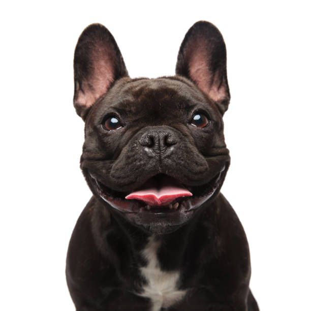 head of happy black french bulldog panting head of happy black french bulldog panting on white background french bulldog stock pictures, royalty-free photos & images