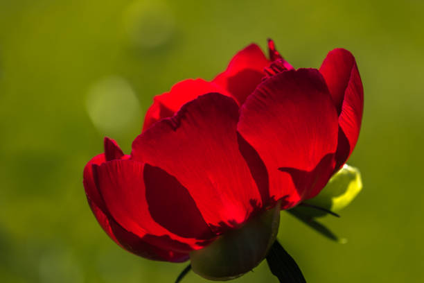 Red peony