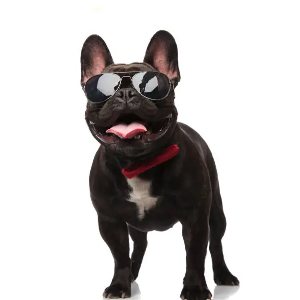 Photo of cool french bulldog with sunglasses and bowtie looks up