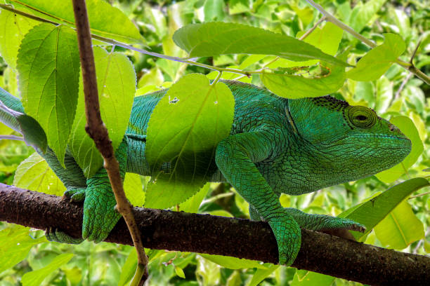 istock Malagasy Giant Chameleon / Furcifer oustaleti 969542492