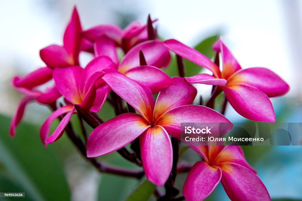 Muchas Flores Hermosas Coloridas En Los Trópicos Exóticos Raro Flowe Foto  de stock y más banco de imágenes de Agricultura - iStock