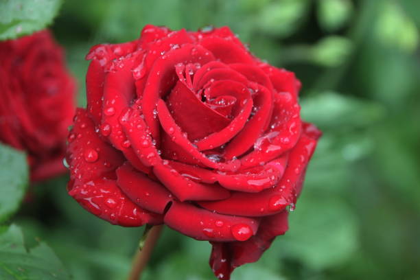 istock Fresh red garden rose in rain drop. Dew on flower petals 969543328