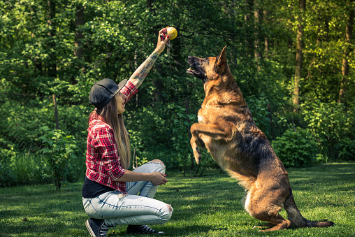 Dog jump for ball, friendship with owner.