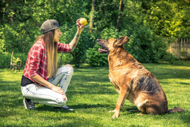 istock Young lady teach her dog obedience 969546066