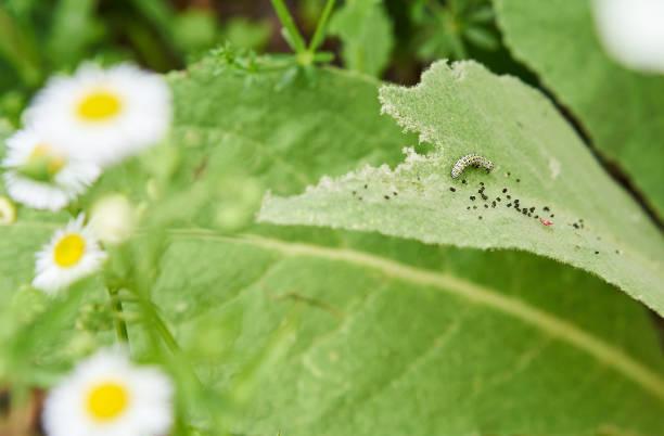 istock Caterpillar 