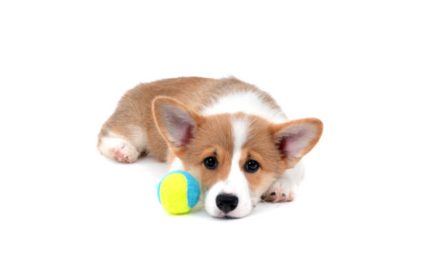 istock cute little corgi puppy with ball 969549970