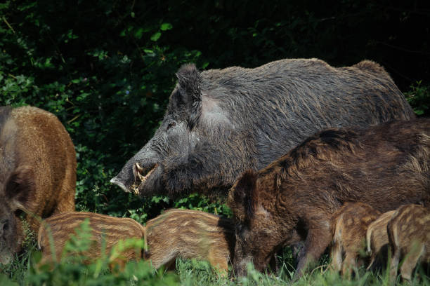 istock Wild boar family 969550622