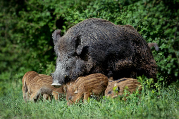 istock Wild boar family 969550734