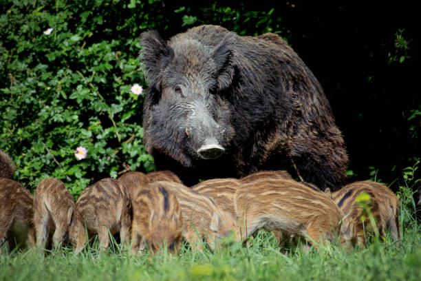 istock Wild boar family 969555484