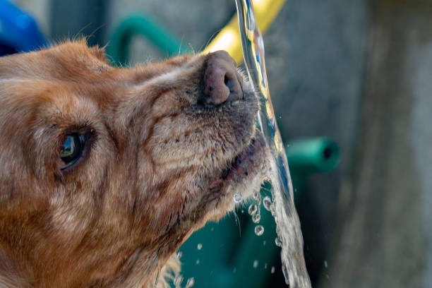 istock Thirsty Dog puppy cocker spaniel drinking 969556462