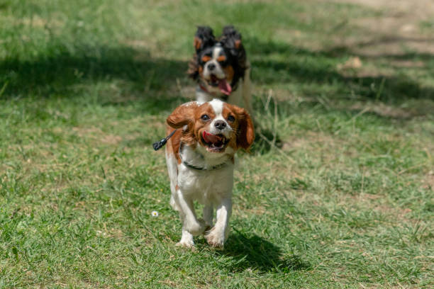 istock chevalier king puppy newborn running on grass 969556722