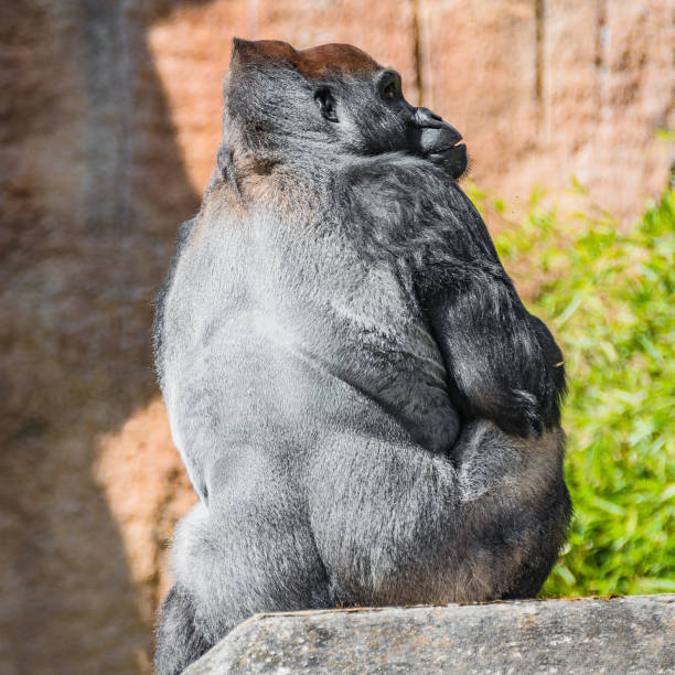 porträt des mächtigen alpha männliche afrikanische gorilla auf wache - gorilla endangered species large isolated stock-fotos und bilder