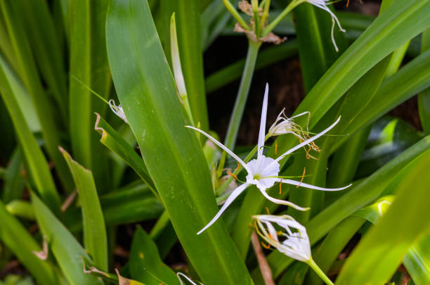 istock Spider Lily or Hymenocallis speciosa 969563342