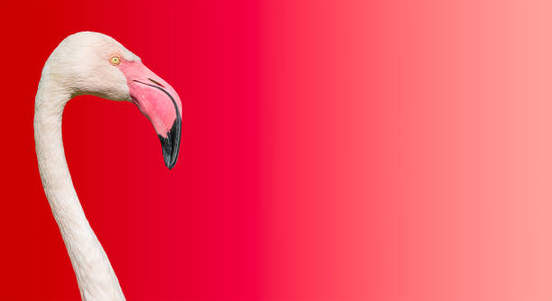 istock Rosy Chilean flamingo at smooth gradient background 969564594