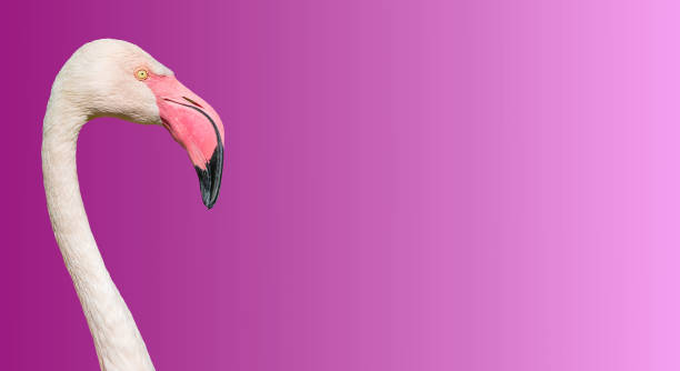 istock Rosy Chilean flamingo at smooth gradient background 969564672